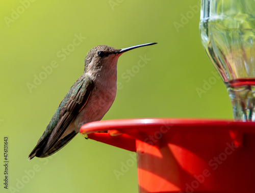 Beautiful shot of a hummingbird on a bird drinker photo
