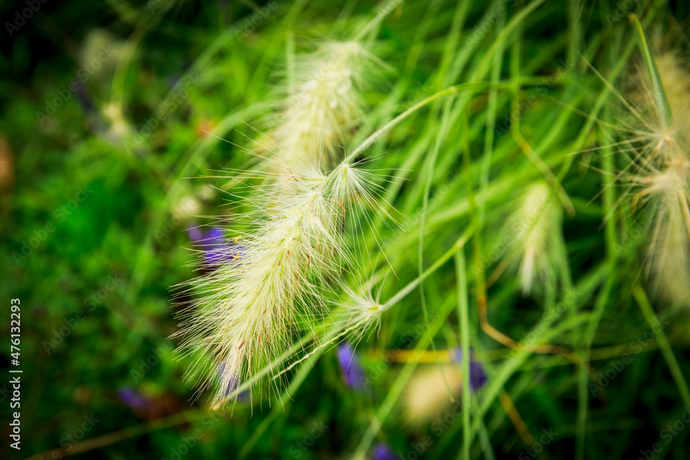 Beautiful ornamental grass will delight every grass lover in the garden. Beautiful ornamental grass will delight every grass lover in the garden.