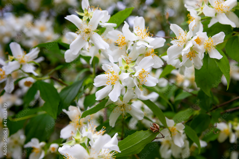 White fragrant jasmine flowers close up in the garden.