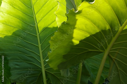 Alocasia macrorrhizos leaves or Giant Taro with sun light , giant alocasia is a species of flowering plant in the arum family (Araceae) that it is native to rainforests from Thailand