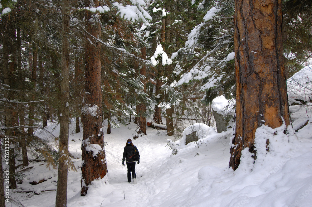Hiking snowy forest trail. Hiking snowy forest trail.