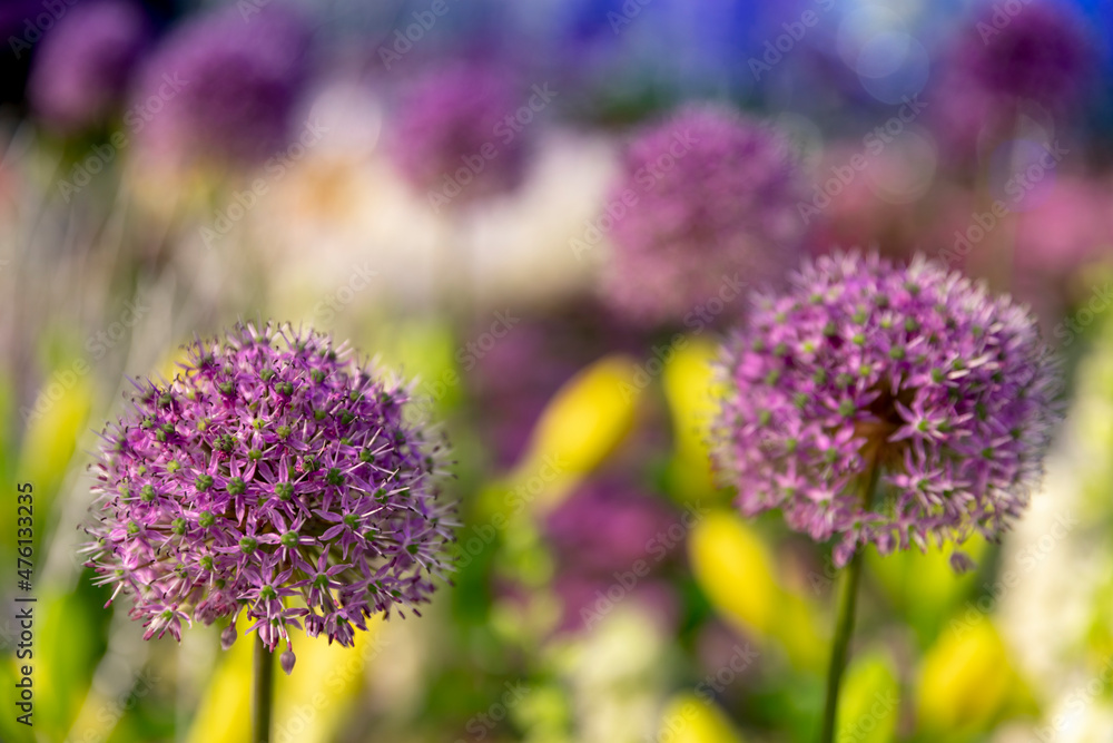 Karatavský ornamental garlic is one of the most beautiful types of ornamental garlic. Karatavský ornamental garlic is one of the most beautiful types of ornamental garlic.