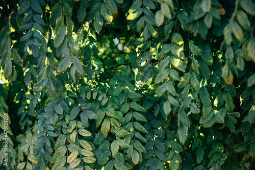 Closeup of yellowing gymnocladus dioicus leaves on branches in autumn photo