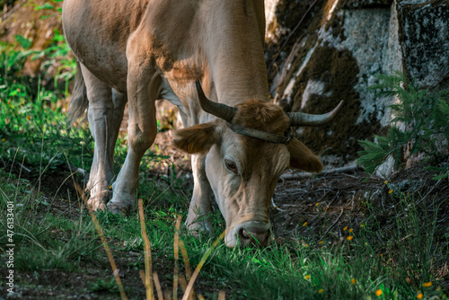 Banteng bull grazing in a forest photo