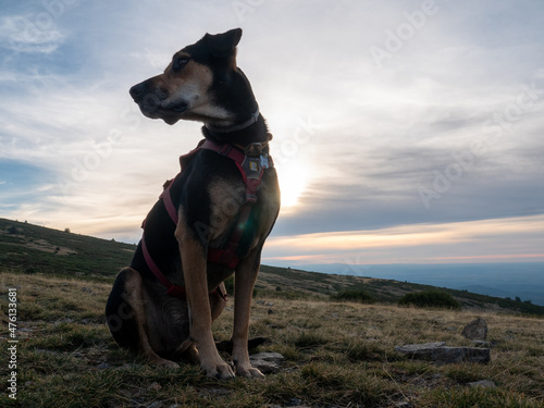 New Zealand Huntaway sheepdog on the mountain slope with dry grass against cloudy sky at sunset photo