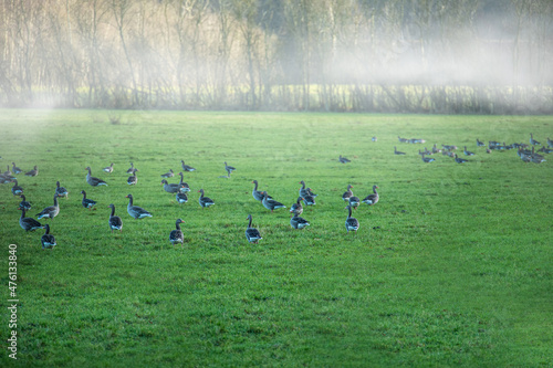 A flock of geese grazing and resting in the grass near the river Maas in Limburg, the Netherlands Fototapet