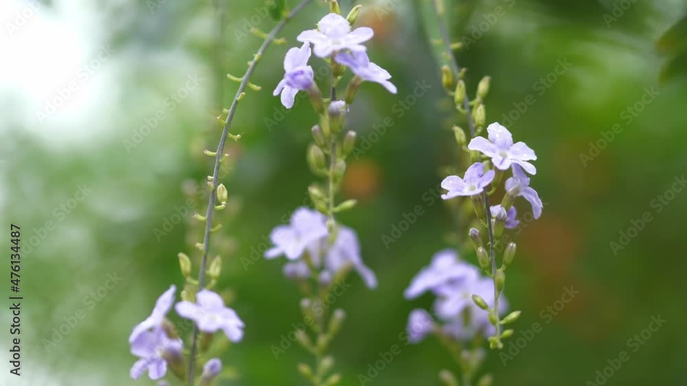 View of field of large blooming of Margaret flowers. Sun's rays are purple plant. Relax. View of field of large blooming of Margaret flowers. Sun's rays are purple plant. Relax.