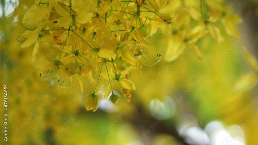 TIMELAPSE SHOT of yellow Rose blossom in front of black background, 4k video. TIMELAPSE SHOT of yellow Rose blossom in front of black background, 4k video.