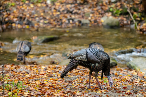 Wild Turkies Grazing Near Creek photo