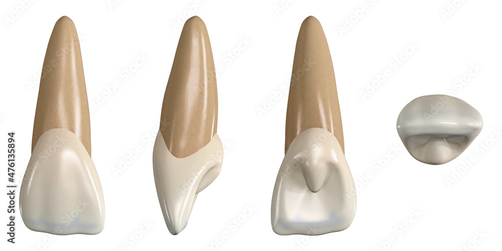 Stockillustrationen Permanent upper central incisor tooth. 3D illustration of the anatomy of