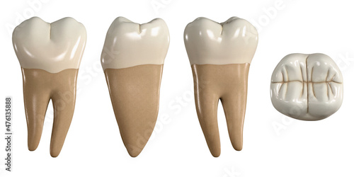 Permanent lower second molar tooth. 3D illustration of the anatomy of the mandibular second molar tooth in buccal, proximal, lingual and occlusal views. Dental anatomy through 3D illustration photo
