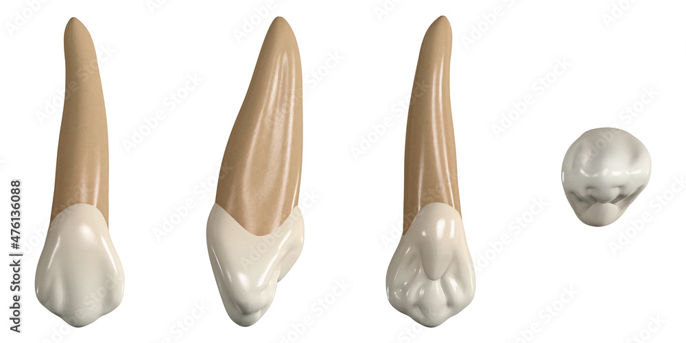 Permanent upper canine tooth. 3D illustration of the anatomy of the maxillary canine tooth in buccal, proximal, lingual and occlusal views. Dental anatomy through 3D illustration Permanent upper canine tooth. 3D illustration of the anatomy of the maxillary canine tooth in buccal, proximal, lingual and occlusal views. Dental anatomy through 3D illustration