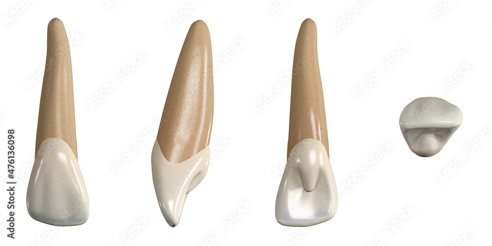 Permanent upper lateral incisor tooth. 3D illustration of the anatomy