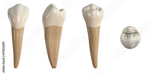 Permanent lower first premolar tooth. 3D illustration of the anatomy of the mandibular first premolar tooth in buccal, proximal, lingual and occlusal views. Dental anatomy through 3D illustration photo