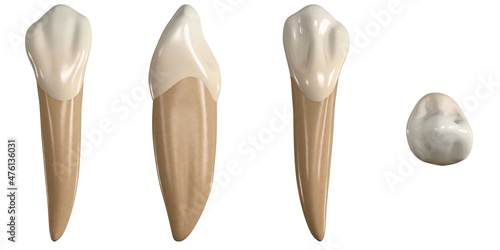 Permanent lower canine tooth. 3D illustration of the anatomy of the mandibular canine tooth in buccal, proximal, lingual and occlusal views. Dental anatomy through 3D illustration