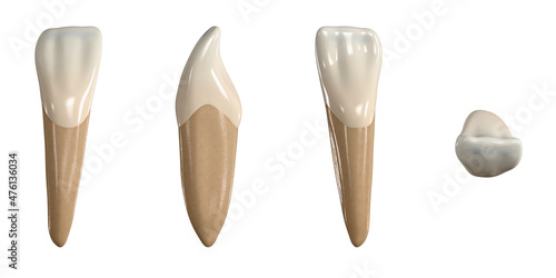 Permanent lower lateral incisor tooth. 3D illustration of the anatomy of the mandibular lateral incisor tooth in buccal, proximal, lingual and occlusal views. Dental anatomy through 3D illustration