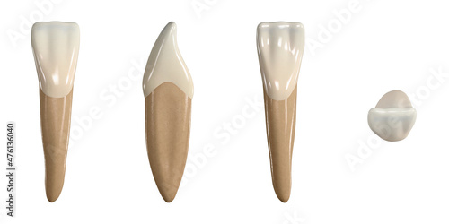 Permanent lower central incisor tooth. 3D illustration of the anatomy of the mandibular central incisor tooth in buccal, proximal, lingual and occlusal views. Dental anatomy through 3D illustration