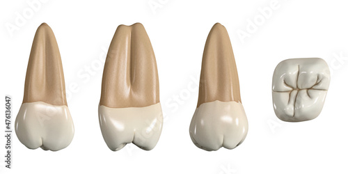 Permanent upper third molar tooth. 3D illustration of the anatomy of the maxillary third molar tooth in buccal, proximal, lingual and occlusal views. Dental anatomy through 3D illustration