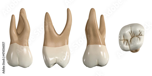 Permanent upper second molar tooth. 3D illustration of the anatomy of the maxillary second molar tooth in buccal, proximal, lingual and occlusal views. Dental anatomy through 3D illustration photo
