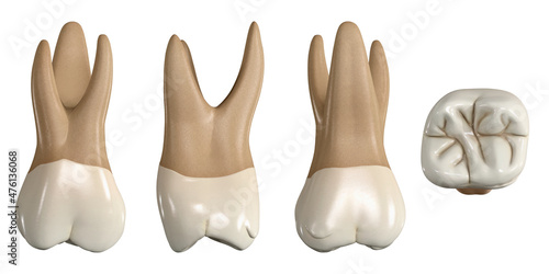 Permanent upper first molar tooth. 3D illustration of the anatomy of the maxillary first molar tooth in buccal, proximal, lingual and occlusal views. Dental anatomy through 3D illustration