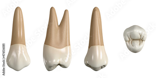 Permanent upper first premolar tooth. 3D illustration of the anatomy of the maxillary first premolar tooth in buccal, proximal, lingual and occlusal views. Dental anatomy through 3D illustration photo