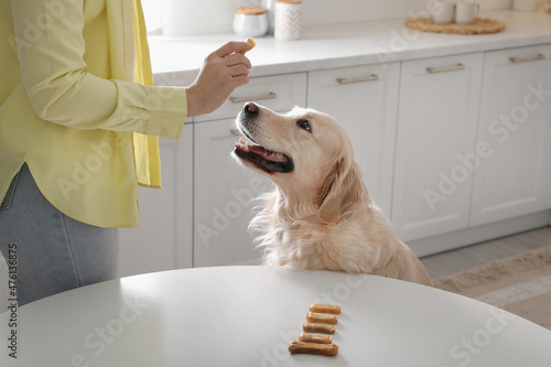 Owner giving dog biscuit to cute Golden Retriever in kitchen, closeup photo