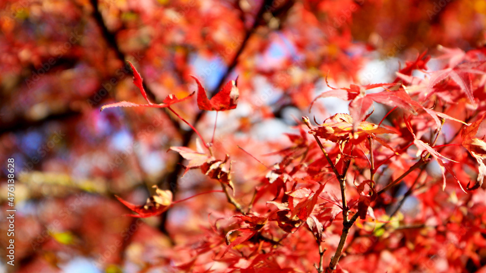 beautiful autumn leaves in Kyoto, Japan beautiful autumn leaves in Kyoto, Japan
