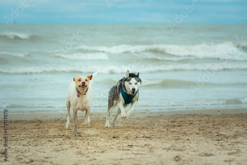 Two dogs running fast along beach waves. They are enjoying freedom. Copy space. 
