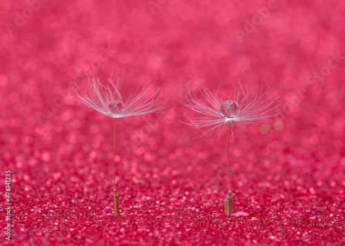 Dew on dandelion