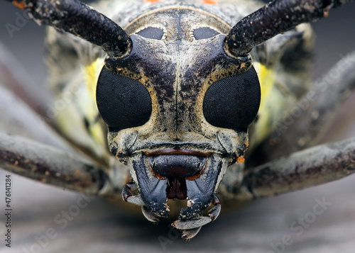 Close up of a Batocera rubus photo