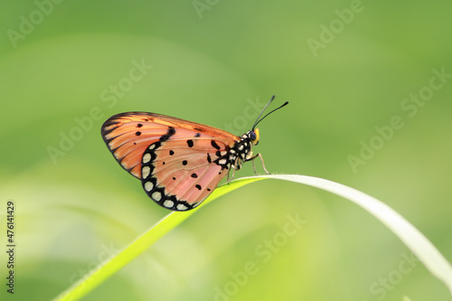 Butterfly on a grass © Farid