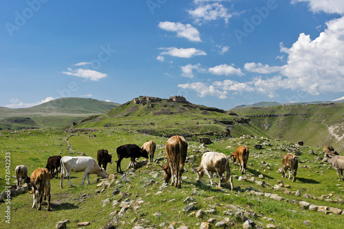 Cows grazing below ruins of citadel at Ani, Eastern Anatolia, Turkey