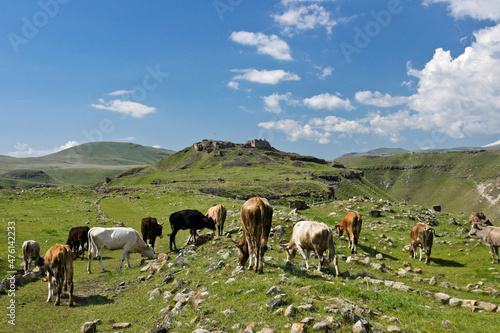 Cows grazing below ruins of citadel at Ani, Eastern Anatolia, Turkey © Michele Burgess