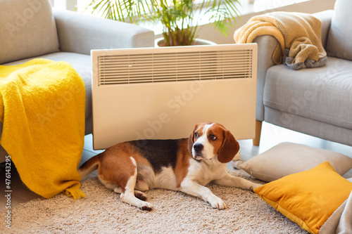 Cute Beagle dog near convec...