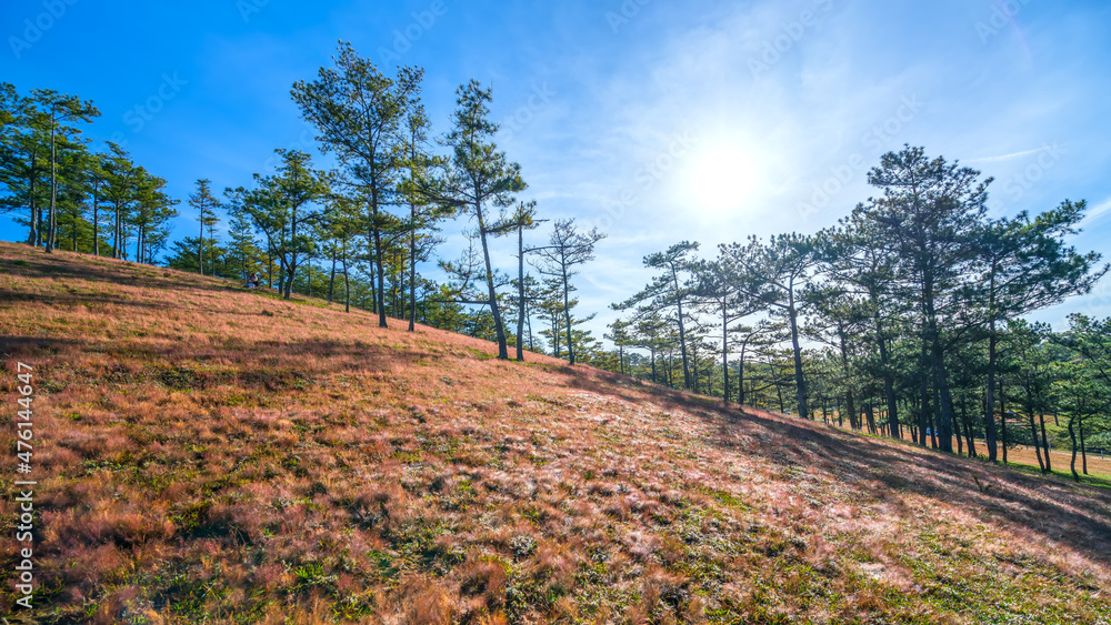 Field snow grass on a pine hill in the morning to welcome a peaceful new day in the highlands near Da Lat, Vietnam Field snow grass on a pine hill in the morning to welcome a peaceful new day in the highlands near Da Lat, Vietnam