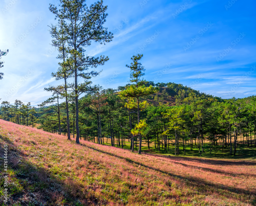 Obraz premium Field snow grass on a pine hill in the morning to welcome a peaceful new day in the highlands near Da Lat, Vietnam