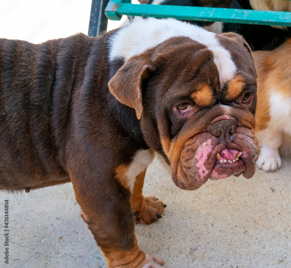 Bulldog portrait in domesticated pet. They have a saggy face and wrinkled skin but are very friendly to humans