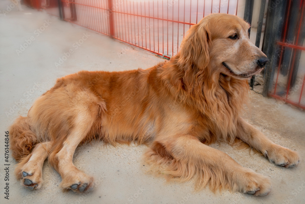 The Golden Retriever in domesticated pet is a medium sized dog. Belonging to the active, playful dog family, they are very loyal and intelligent also known as hunting dogs or retrievers. The Golden Retriever in domesticated pet is a medium sized dog. Belonging to the active, playful dog family, they are very loyal and intelligent also known as hunting dogs or retrievers.