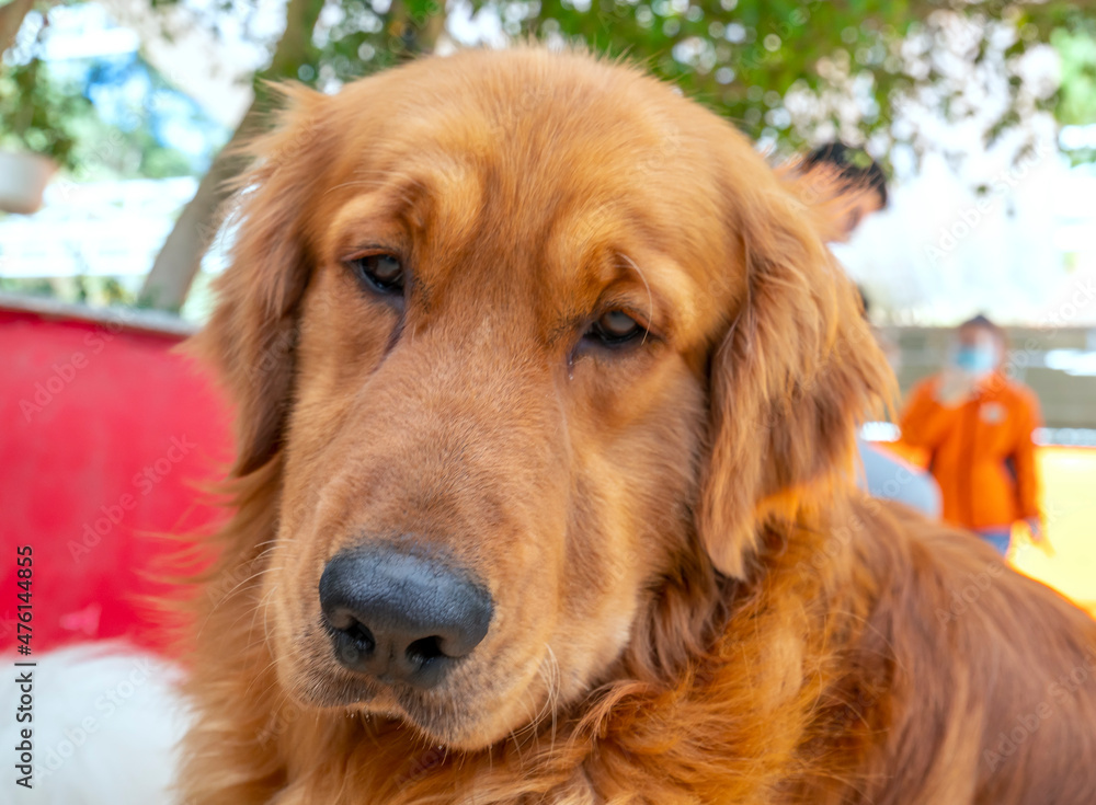 The Golden Retriever in domesticated pet is a medium sized dog. Belonging to the active, playful dog family, they are very loyal and intelligent also known as hunting dogs or retrievers.