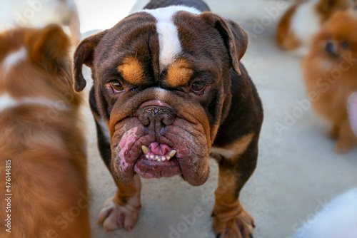 Fotografia Bulldog portrait in domesticated pet