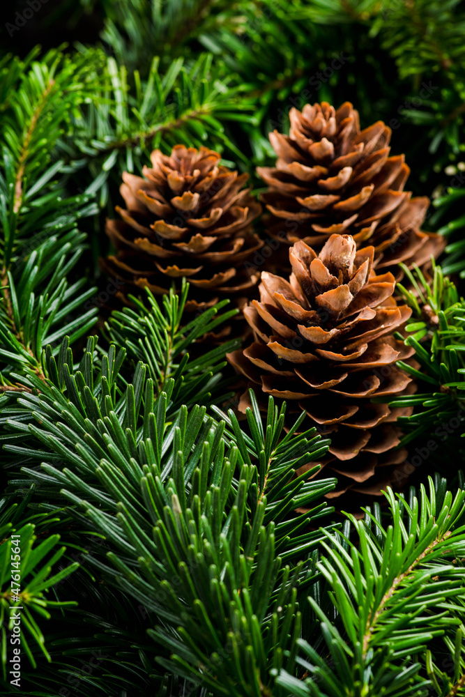 Green pine branches and cones for christmas decoration. Background and texture. Green pine branches and cones for christmas decoration. Background and texture.
