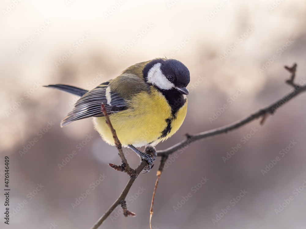 Cute bird Great tit, songbird sitting on a branch without leaves in the autumn or winter. Cute bird Great tit, songbird sitting on a branch without leaves in the autumn or winter.