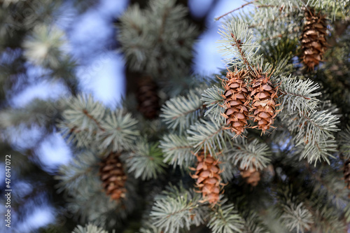 Cones growing on pine branch outdoors, closeup. Space for text