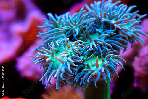 Big Green polyps of Duncan LPS coral - duncanopsammia axifuga photo