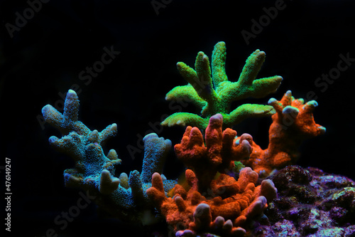 Fototapeta Naklejka Na Ścianę i Meble -  Montipora colorful stony coral in reef aquarium tank