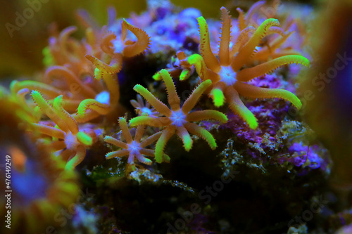 Macro photography on Green star polyp soft coral - Briareum violaceum photo