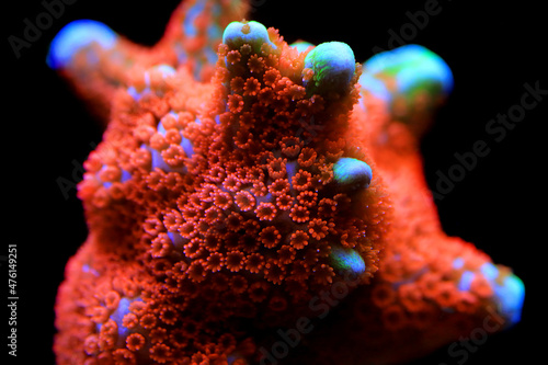 Montipora colorful stony coral in reef aquarium tank photo
