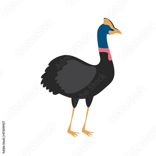 cassowary exotic australian bird