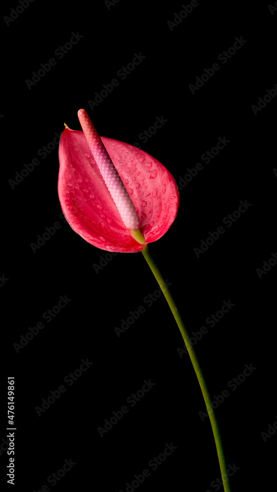 anthurium flower, also known as tailflower, flamingo and laceleaf, red color flower with water droplets isolated on black background, closeup anthurium flower, also known as tailflower, flamingo and laceleaf, red color flower with water droplets isolated on black background, closeup