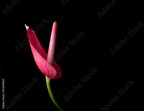 Φωτογραφία anthurium flower, also known as tailflower, flamingo and laceleaf, side view of